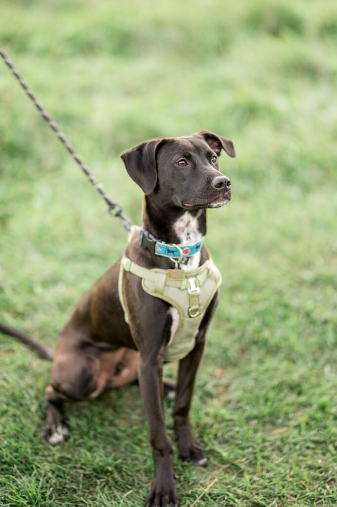 Dog during engagement photos 