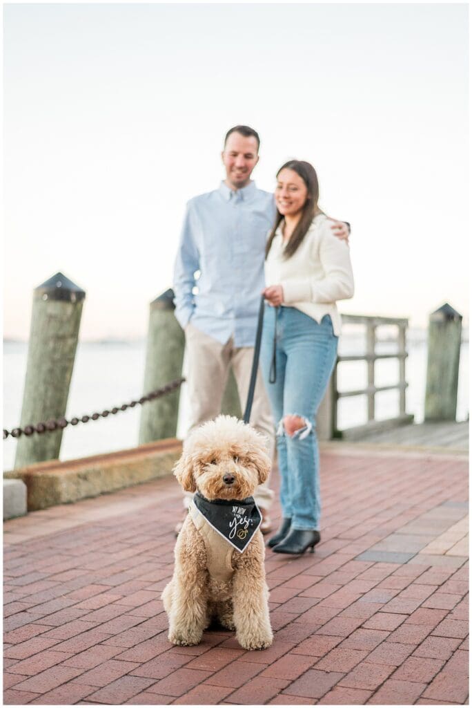 Boston Engagement photos with dog