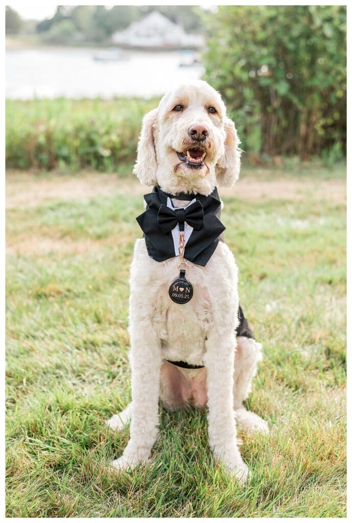 Dog dressed in a bow tie posing for a wedding portrait.