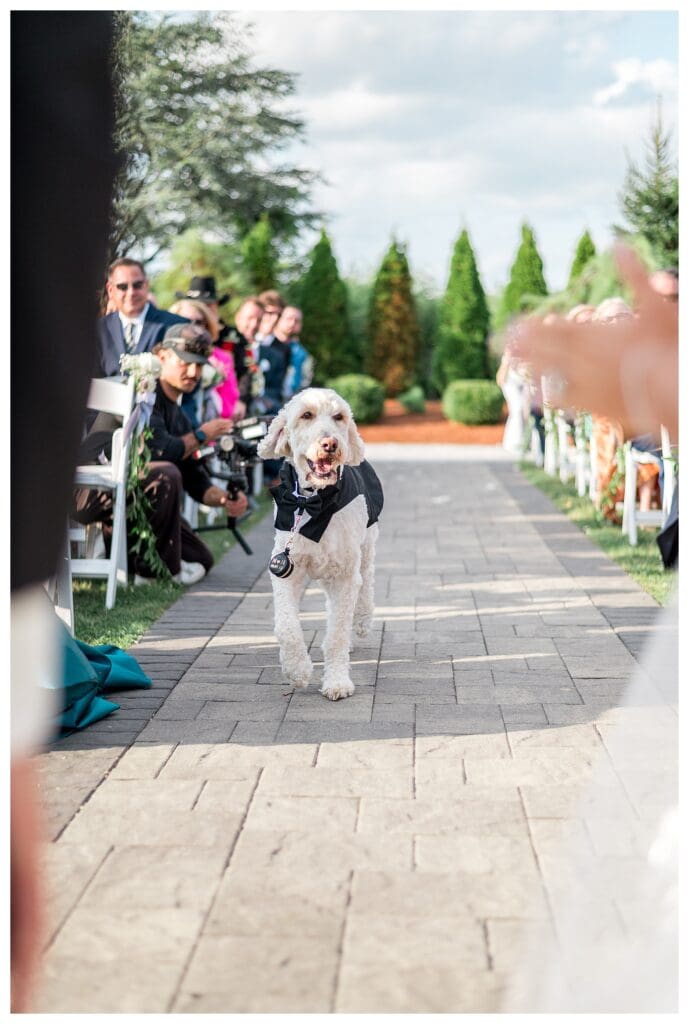 Dog wearing a bow tie walking down the aisle as ring bearer.