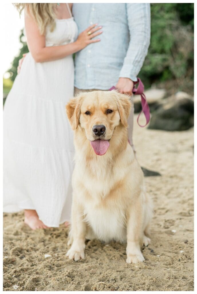 Golden retriever Morgan stealing the spotlight during a Cape Cod engagement session