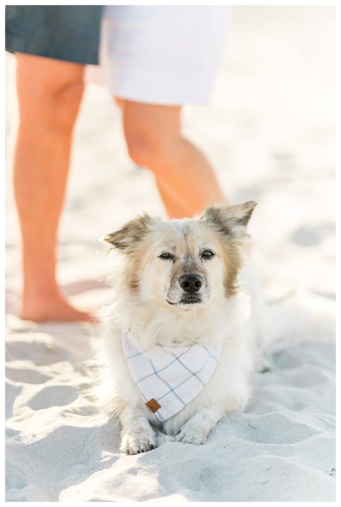 Beach engagement photos with dog