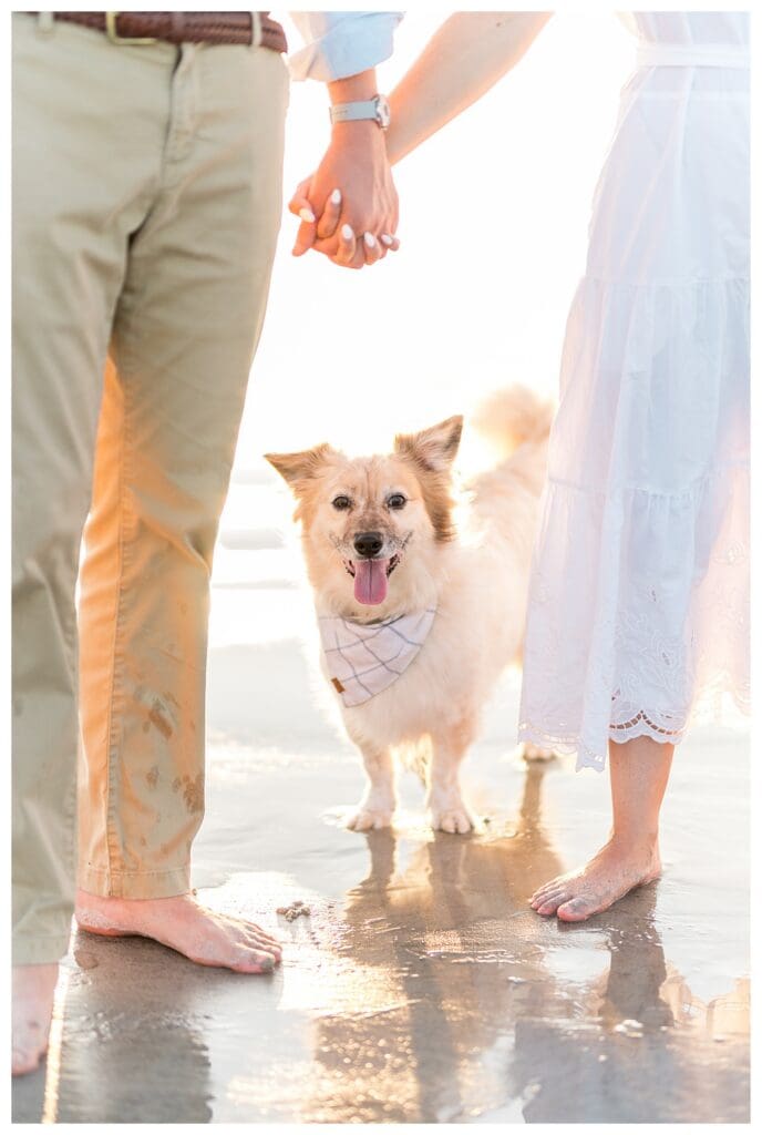 Dog portrait during beach engagement session